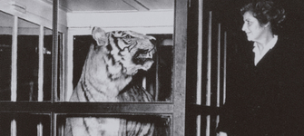 Dra. Mostny en el Museo Nacional de Historia Natural, frente a vitrina del tigre.