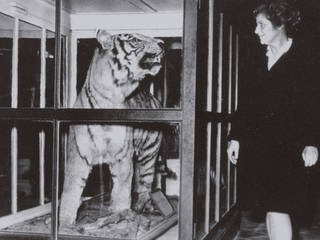 Dra. Mostny en el Museo Nacional de Historia Natural, frente a vitrina del tigre.
